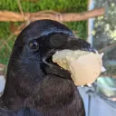 kalibirb