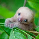 bbsloth