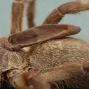 bbsloth