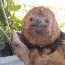 bbsloth