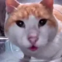 cat.cat.cat.cat.cat.cat.