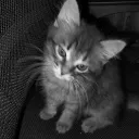 diano4ka_1502