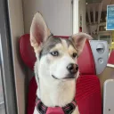 alka_19