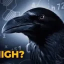 newt_like_noot