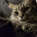 karambit_user avatar