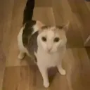 floppa699