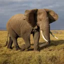 smartelephant