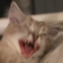 shmeegoid