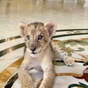 avatar HAMDAN 🇦🇪