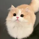 pitviperyt