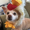 avatar diresavepepol