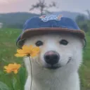 mattymooaus