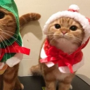 avatar ꒰ঌ ໒꒱