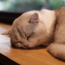 avatar 綠豆沙貓咪