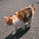 avatar 綠豆沙貓咪