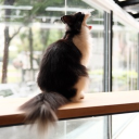 avatar 綠豆沙貓咪