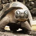 acookie_dev