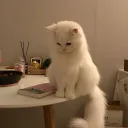 lenawieuoki0.