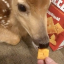 avatar flying derpy turtle