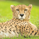 cheeta0006