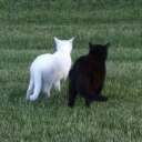 avatar ₊ 𝕊𝔾 ˖ ° ₊