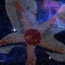 starfish05951