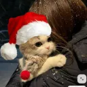 irexyy1