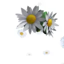 codefloral