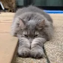 bambamthechonk