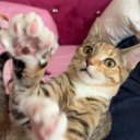 avatar ੈ✩‧₊˚ ʳᵒˣ