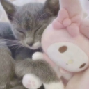 avatar ੈ✩‧₊˚ ʳᵒˣ