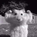 wolf.htz