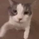 chickenwing0158 avatar