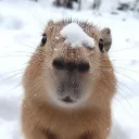 °~° 𝓟𝓮𝓱