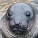 notdeer23