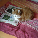 Katze1098