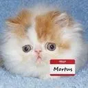 mortus