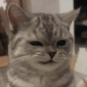 pvrple.cat