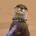 theofficialrobloxnoob