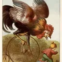 boldrooster_