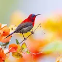 crimsononvrr