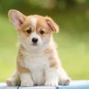 doggystylllle