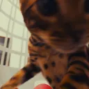 frogonpayroll