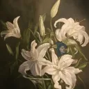 mikalilys
