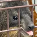 ribcagekult