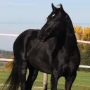 caballonegro2
