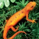 orangesalamander21
