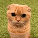 nekocatmeme