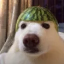 tobo