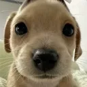 pindakees2